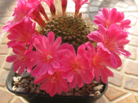 Rebutia violaciflora