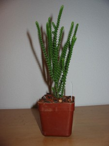 Crassula