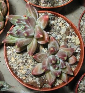 Pachyphytum compactum