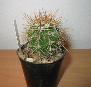Carnegiea gigantea