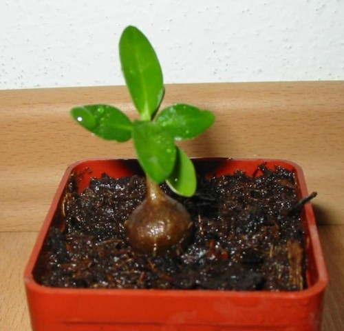 Pelargonium citrosmum