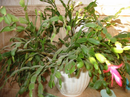 Rhipsalidopsis gaertneri - Vianočný kaktus