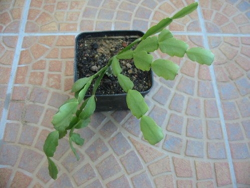 Rhipsalidopsis gaertneri - Vianočný kaktus